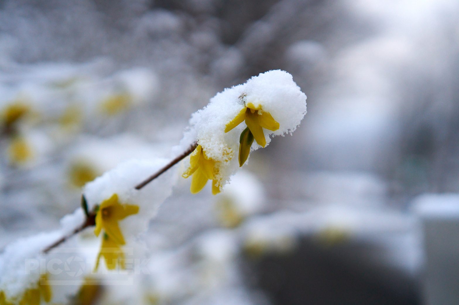 Weingarten im Winter