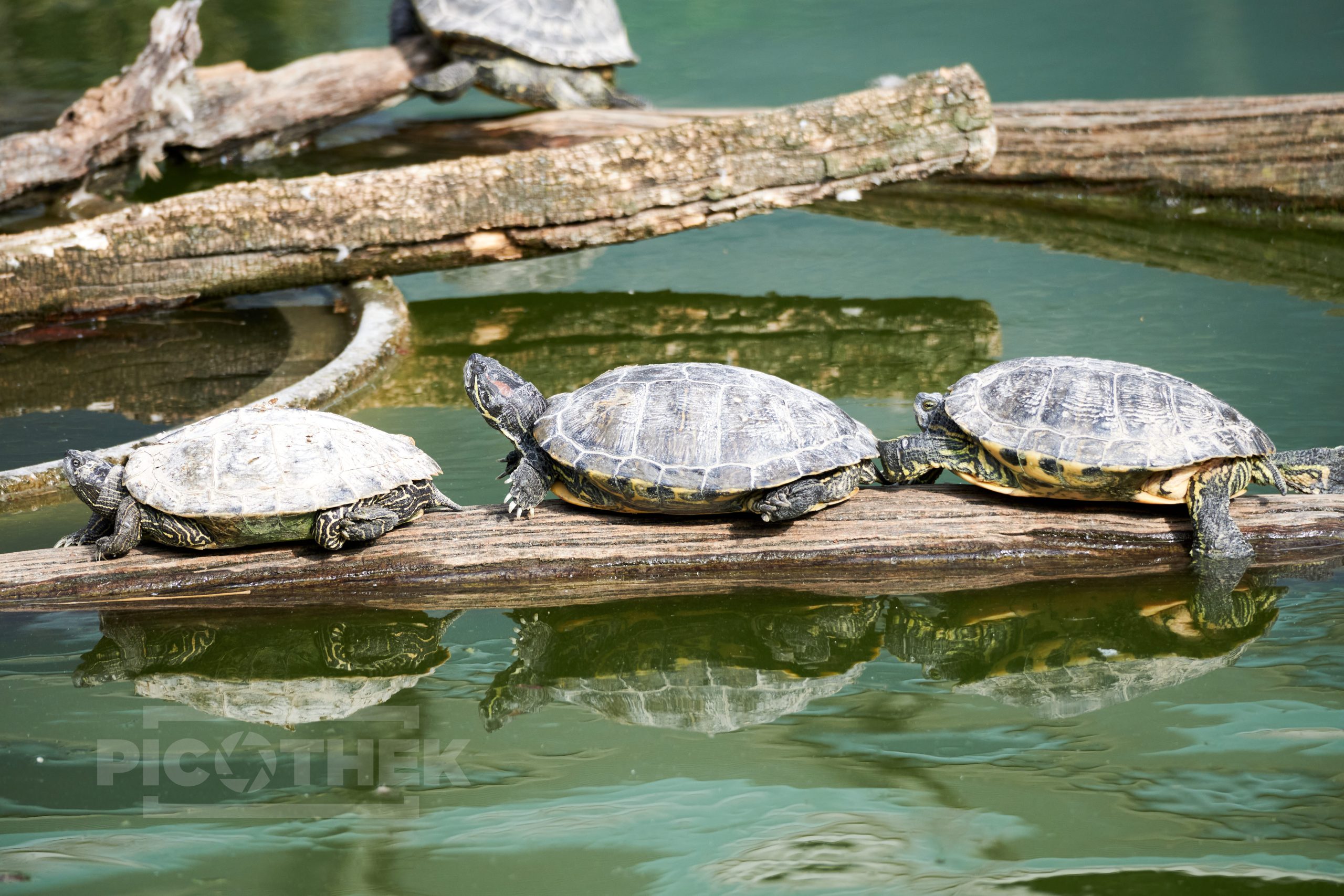 Schönbrunn 2022 Teil 3