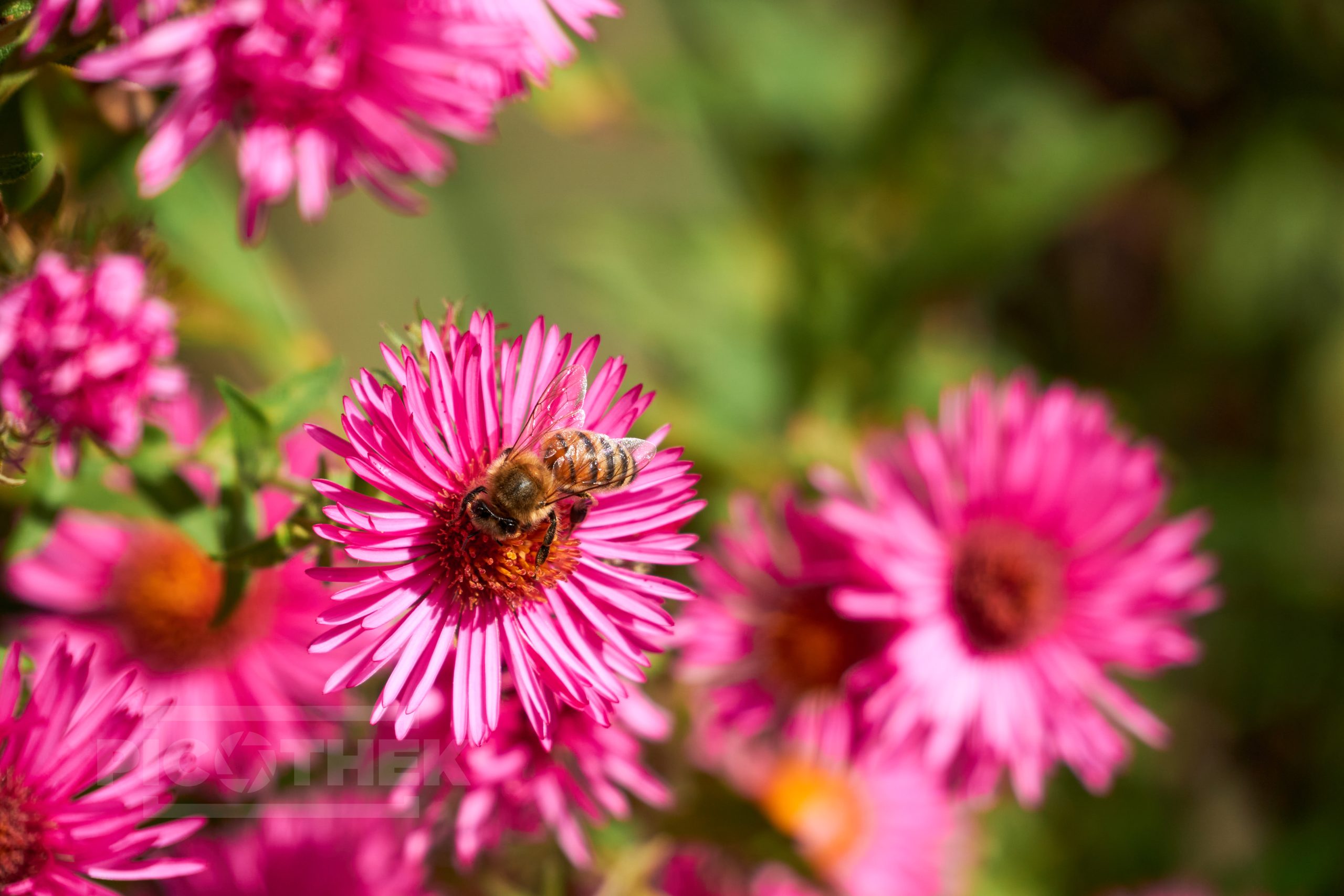 Bienen auf Herbstastern