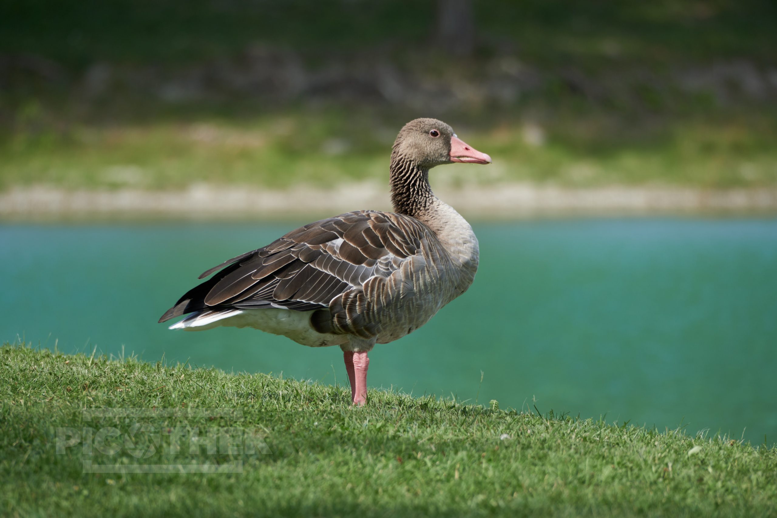 Gänse in Andau