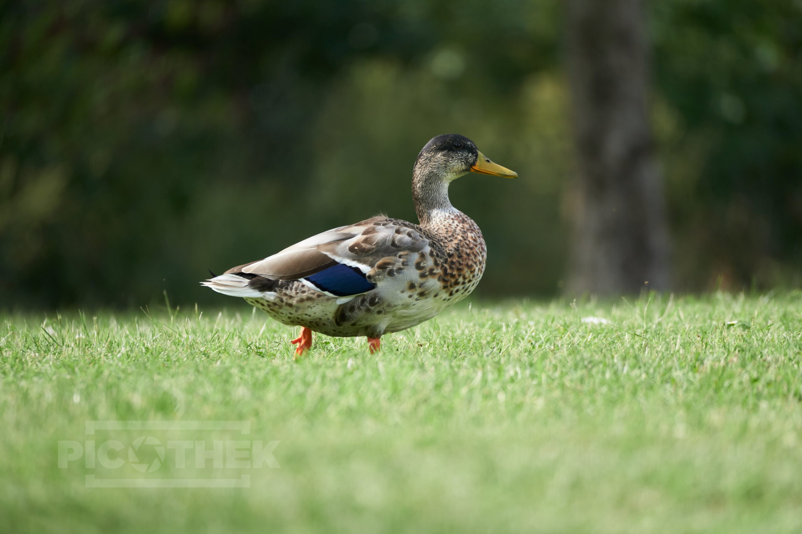 Enten in Andau